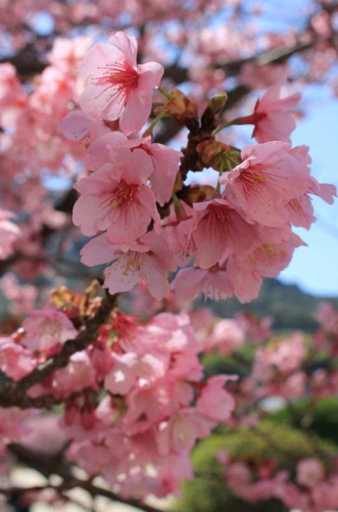 🌸桜がそろそろあちらこちら🌸
