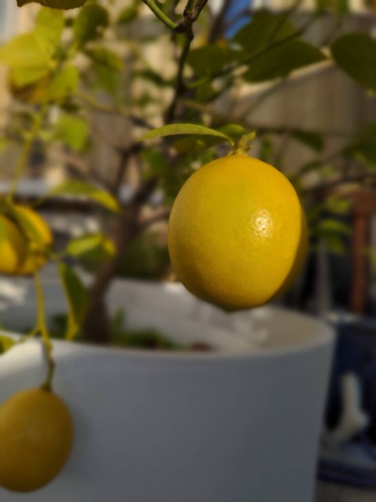レモン収穫🍋