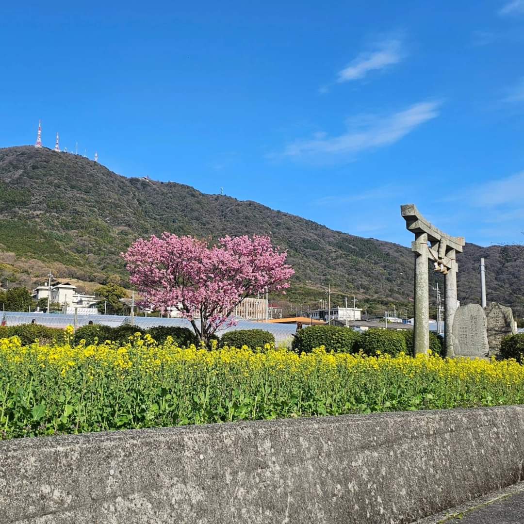 春日神社さんの桜🌸